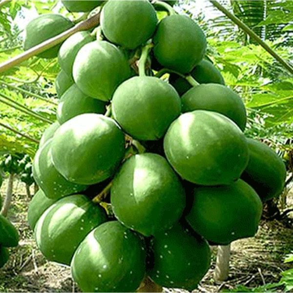 হাইব্রিড পেপে ইস্পাহানি কুইন - Image 3