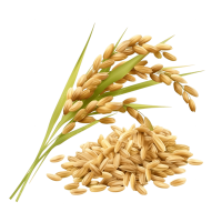 ধান বীজ